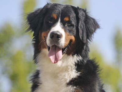 Bernese Mountain Dog